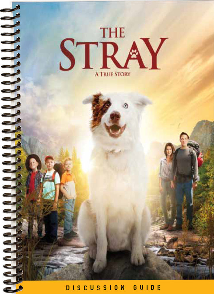 stray movie